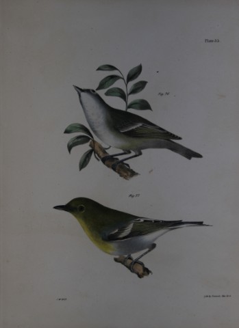 James E DeKay - Plate XXXV  The Solitary Greenlet and The Yellow-throated Greenlet 1844