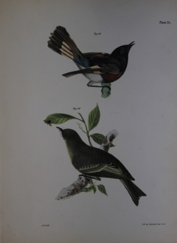 James E DeKay - Plate XXXI  The American Redstart and The Wood Pewee 1844