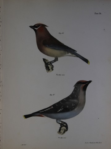 James E DeKay - Plate XXVI  The Cedar-bird and The Bohemian Waxwing 1844
