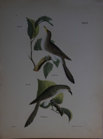 James E DeKay -Plate XIV  The Yellow-billed Cuckoo and The Black-billed Cuckoo 1844