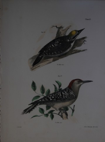 James E DeKay - Plate XVII  The Arctic Woodpecker and The Red-bellied Woodpecker 1844