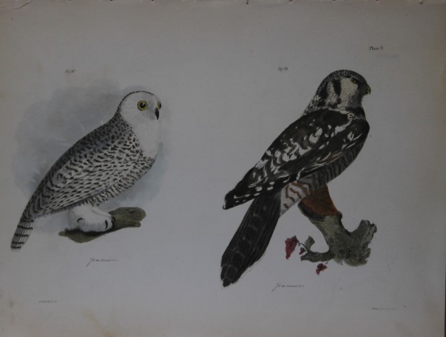James E DeKay - Plate IX  The Hawk Owl and The Snow Owl 1844