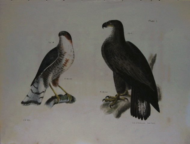 James E DeKay - Plate I  The Bald Eagle and The Slate-colored Hawk 1844