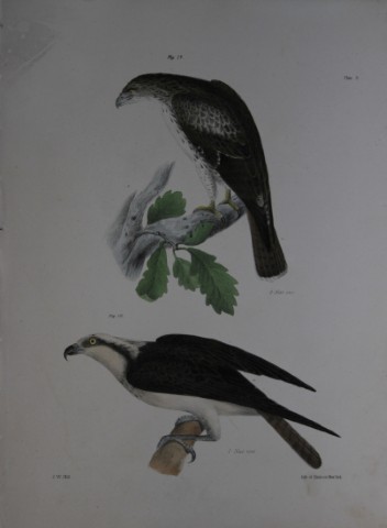 James E DeKay -Plate VIII  The Red-tailed Buzzard and The Fish Hawk 1844