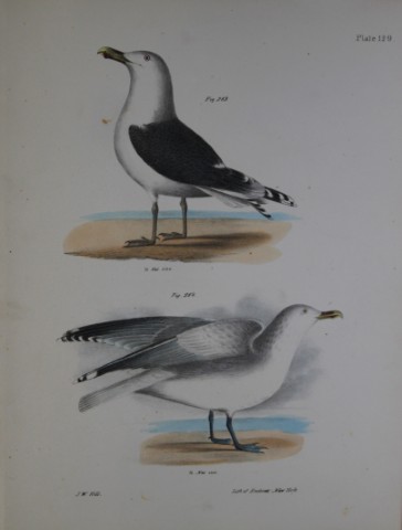 James E DeKay - Plate CXXIX  The Great Black-backed Gull  and The Winter Gull  1844