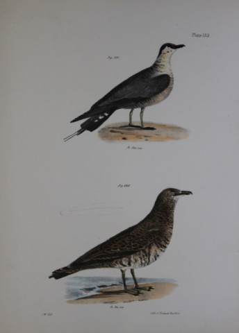 James E DeKay - Plate CXXXIII  The Arctic Hawk Gull and The Pomarine Hawk Gull 1844