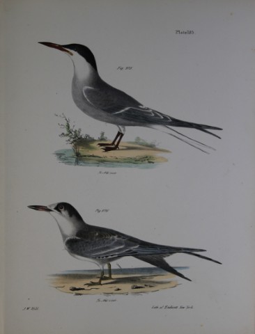 James E DeKay - Plate CXXV  The Common Tern, adult and young 1844