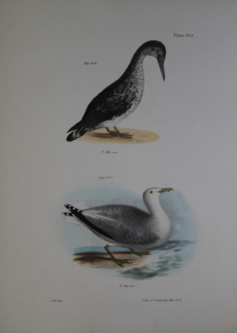 James E DeKay - Plate CXXII  The American Gannet, young and The Winter Gull 1844