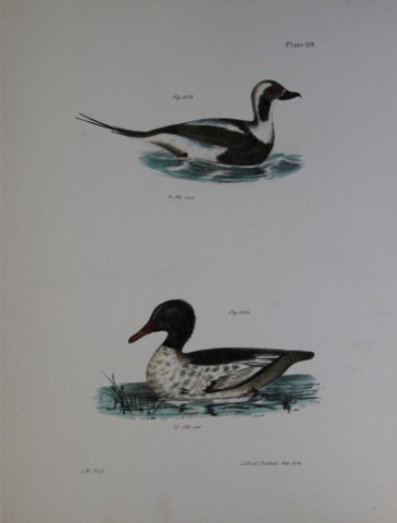 James E DeKay - Plate CXIX  The Oldwife and The Buff-breasted Sheldrake 1844