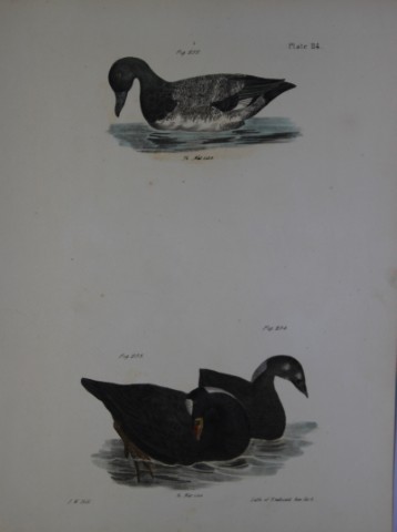 James E DeKay - Plate CXIV  The Broadbill and The Surf Duck or Coot, adult and young 1844