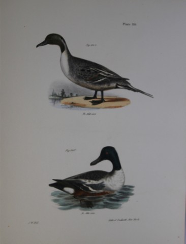 James E DeKay - Plate CX  The Pintail Duck and The Shoveller or Spoonbill  1844