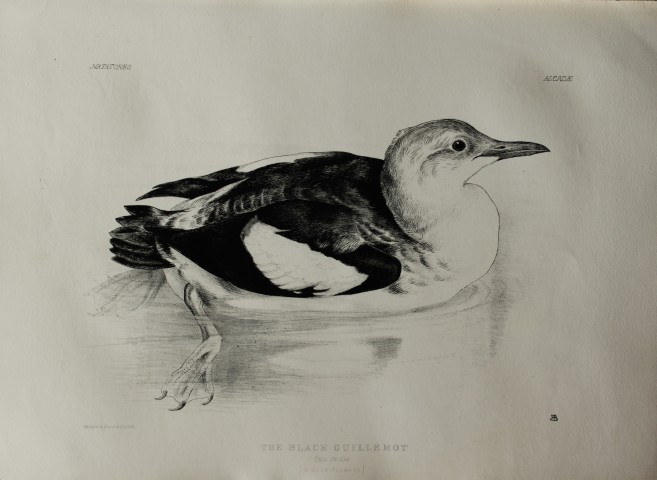 Mrs Jemima Blackburn - Lithograph of The Black Guillemot (Winter plumage) 1862