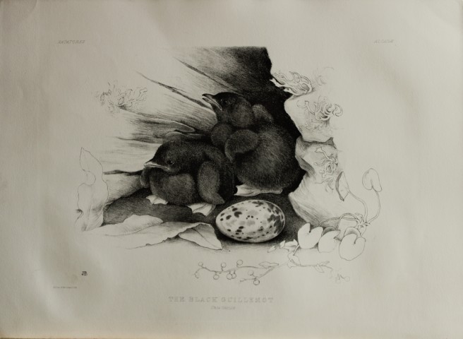 Mrs Jemima Blackburn - Lithograph of Black Guillemot chicks and egg 1862