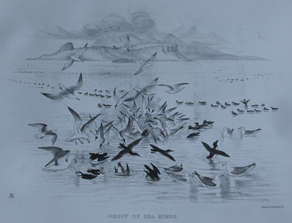 Mrs Jemima Blackburn - Lithograph of Group of Sea Birds 1862