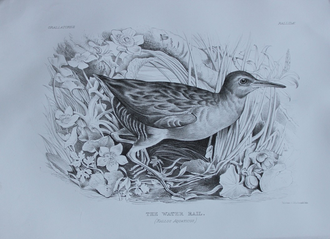 Mrs Jemima Blackburn - Lithograph of The Water Rail 1862