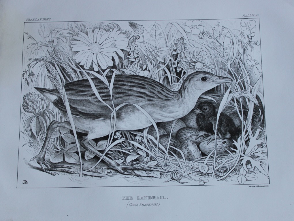Mrs Jemima Blackburn - Lithograph of The Land Rail 1862