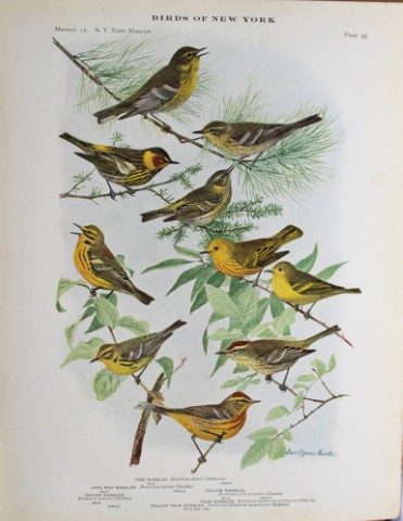 L Agassiz Fuertes - Chromolithograph of Warblers 1914