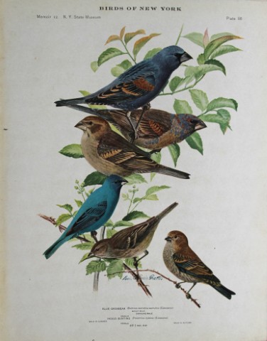 L Agassiz Fuertes - Chromolithograph of Grosbeak & Bunting 1914