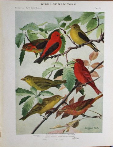 L Agassiz Fuertes - Chromolithograph of Tanagers 1914