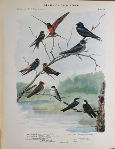 L Agassiz Fuertes - Chromolithograph of Swallows & Martin 1914