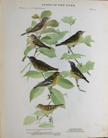 L Agassiz Fuertes - Chromolithograph of Vireos 1914