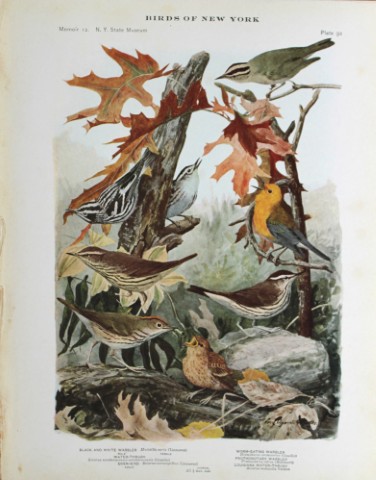 L Agassiz Fuertes - Chromolithograph of Warblers & Thrushes 1914