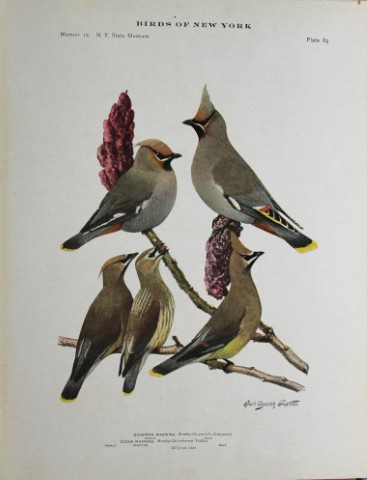 L Agassiz Fuertes - Chromolithograph of Waxwings 1914