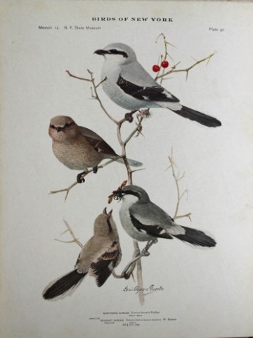 L Agassiz Fuertes - Chromolithograph of Shrikes 1914