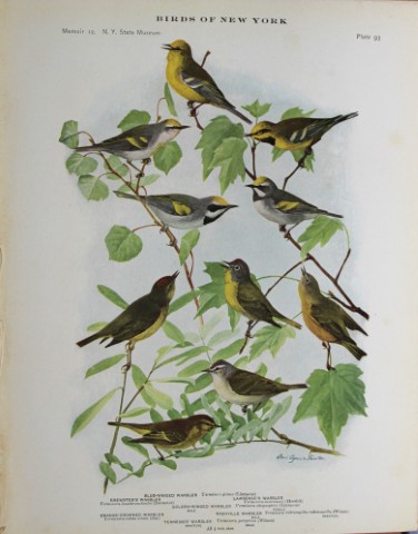 L Agassiz Fuertes - Chromolithograph of Warblers 1914