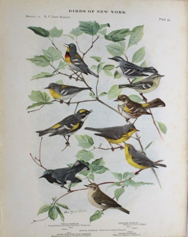 L Agassiz Fuertes - Chromolithograph of Warblers 1914