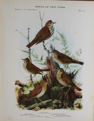 L Agassiz Fuertes - Chromolithograph of Thrushes & Veery 1914