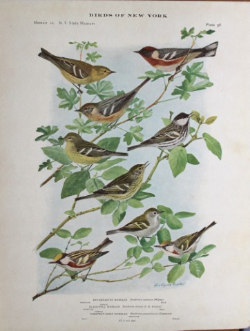 L Agassiz Fuertes - Chromolithograph of Warblers 1914