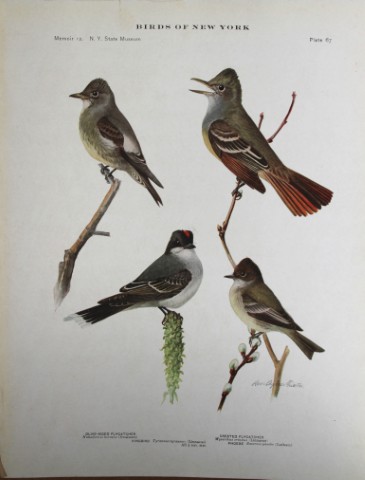 L Agassiz Fuertes - Chromolithograph of Flycatchers, Kingbird & Phoebe 1914