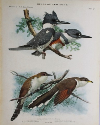L Agassiz Fuertes - Chromolithograph of Cuckoos & Kingfisher 1914