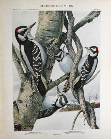 L Agassiz Fuertes - Chromolithograph of Hairy & Downy Woodpeckers 1914