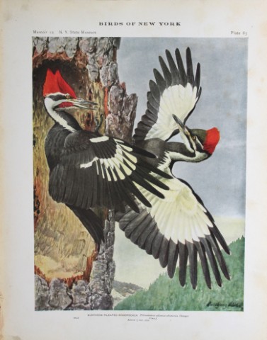 L Agassiz Fuertes - Chromolithograph of Northern Pileated Woodpeckers 1914