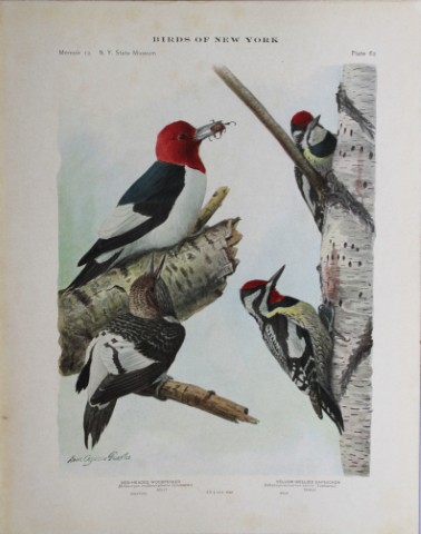 L Agassiz Fuertes - Chromolithograph of Red-headed & Yellow-bellied Woodpeckers 1914
