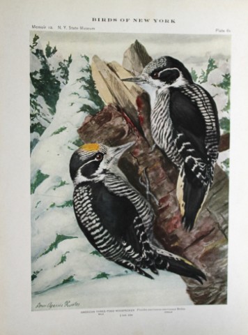 L Agassiz Fuertes - Chromolithograph of American Three-toed Woodpecker  1914