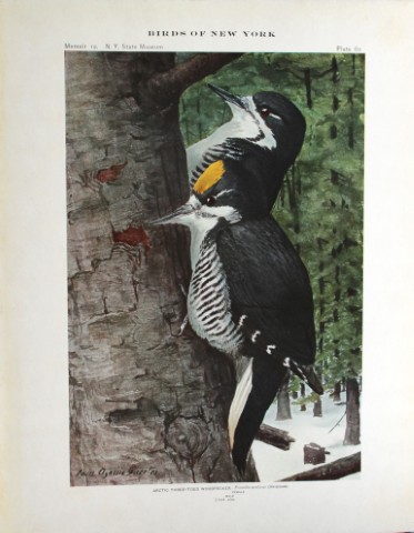 L Agassiz Fuertes - Chromolithograph of Arctic Three-toed Woodpecker  1914