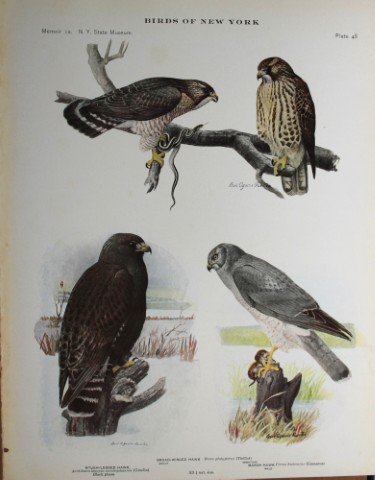 L Agassiz Fuertes - Chromolithograph of Hawks 1914