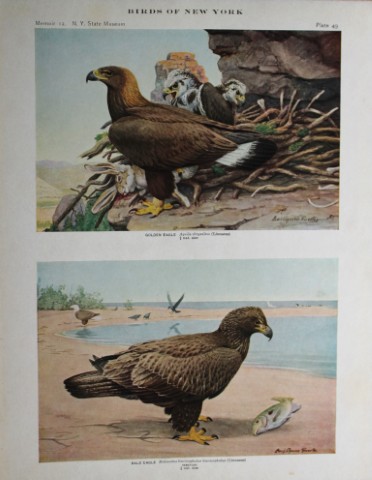 L Agassiz Fuertes - Chromolithograph of Golden & Bald Eagles 1914