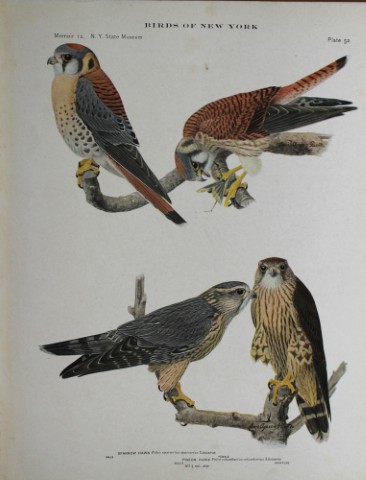 L Agassiz Fuertes - Chromolithograph of Sparrow & Pigeon Hawks 1914