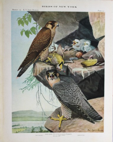 L Agassiz Fuertes - Chromolithograph of Duck Hawks 1914