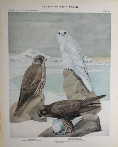 L Agassiz Fuertes - Chromolithograph of Gyrfalcons 1914