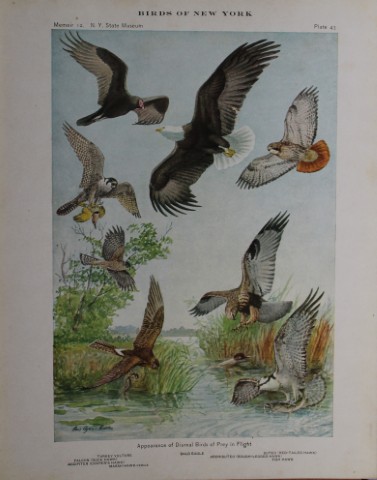 L Agassiz Fuertes - Chromolithograph of Diurnal Birds of Prey 1914