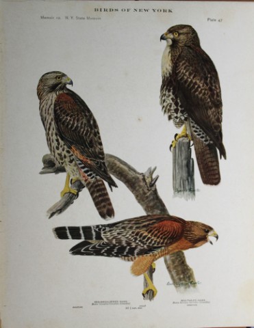 L Agassiz Fuertes - Chromolithograph of Hawks 1914