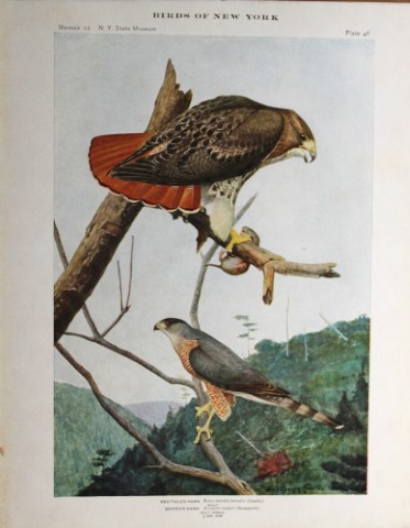 L Agassiz Fuertes - Chromolithograph of Hawks 1914
