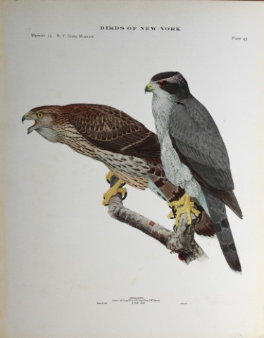 L Agassiz Fuertes - Chromolithograph of Goshawks 1914