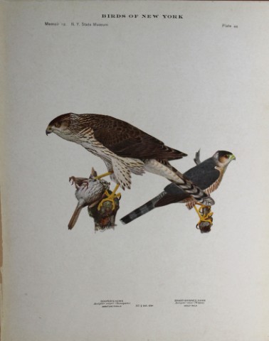 L Agassiz Fuertes - Chromolithograph of Hawks 1914