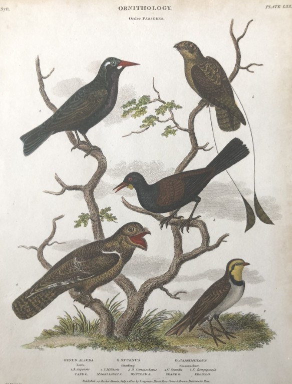 Sydenham Edwards - Hand-coloured engraving of birds 1820